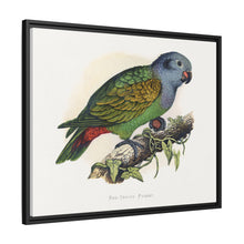 Red-Vented Parrot (Amazona martinicana) colored wood-engraved plate by Alexander Francis Lydon