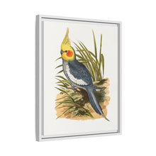 Cockatiel (Nymphicus hollandicus) colored wood-engraved plate by Alexander Francis Lydon