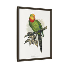 Barraband's Parakeet (Polytelis swainsonii) colored wood-engraved plate by Alexander Francis Lydon