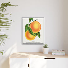 Champion plum lithograph from Botanical Specimen published by Rochester Lithographing