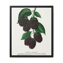 Lucretia Dewberry lithograph. Digitally enhanced from our own original 1900 edition plates of Botanical Specimen published by Rochester Lithographing - NOMADEN ART GALLERY
