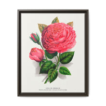 Pink rose, Anna De Diesbach lithograph. Digitally enhanced from our own original 1900 edition plates of Botanical Specimen published by Rochester Lithographing - NOMADEN ART GALLERY