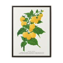 Golden queen raspberry lithograph. Digitally enhanced from our own original 1900 edition plates of Botanical Specimen published by Rochester Lithographing - NOMADEN ART GALLERY