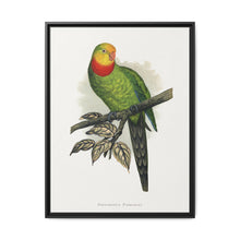 Barraband's Parakeet (Polytelis swainsonii) colored wood-engraved plate by Alexander Francis Lydon - NOMADEN ART GALLERY