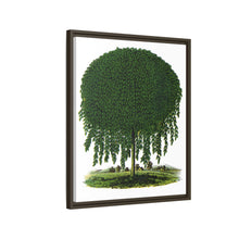 Kilmarnock Weeping Willow tree lithograph. Digitally enhanced from our own original 1900 edition plates of Botanical Specimen published by Rochester Lithographing