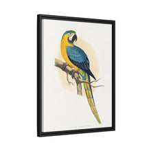 Blue and Yellow Macaw (Ara ararauna) colored wood-engraved plate by Alexander Francis Lydon
