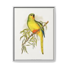 Orange-Bellied Parrakeet (Neophema chrysogaster) colored wood-engraved plate by Alexander Francis Lydon. - NOMADEN ART GALLERY