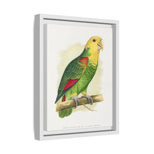 Double-Fronted or Le Vaillant's Amazon (Amazona oratrix) colored wood-engraved plate by Alexander Francis Lydon.