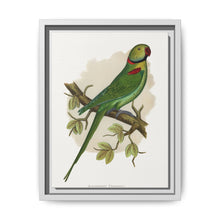 Alexandrine Parakeet (Psittacula eupatria) colored wood-engraved plate by Alexander Francis Lydon. - NOMADEN ART GALLERY