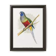 Blue Bonnet Parrakeet (Northiella haematogaster) colored wood-engraved plate by Alexander Francis Lydon. - NOMADEN ART GALLERY