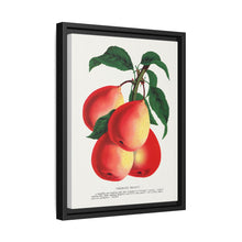 Vermont Beauty pear lithograph. Digitally enhanced from our own original 1900 edition plates of Botanical Specimen published by Rochester Lithographing