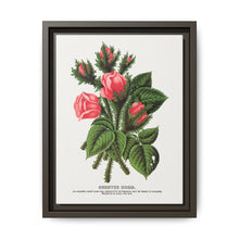 Pink roses, Crested Moss lithograph. Digitally enhanced from our own original 1900 edition plates of Botanical Specimen published by Rochester Lithographing - NOMADEN ART GALLERY