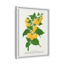 Golden queen raspberry lithograph. Digitally enhanced from our own original 1900 edition plates of Botanical Specimen published by Rochester Lithographing