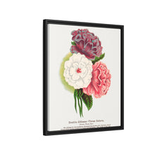 Double Althea in 3 colors lithograph. Digitally enhanced from our own original 1900 edition plates of Botanical Specimen published by Rochester Lithographing