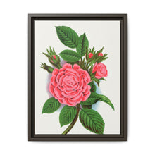 Pink rose, Salet Moss lithograph. Digitally enhanced from our own original 1900 edition plates of Botanical Specimen published by Rochester Lithographing - NOMADEN ART GALLERY