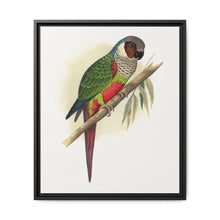 White-Eared Conure (Pyrrhura leucotis) colored wood-engraved plate by Alexander Francis Lydon - NOMADEN ART GALLERY