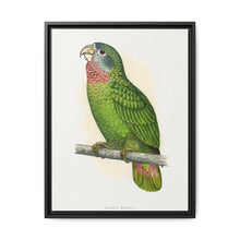 Jamaica Parrot (Amazona collaria) colored wood-engraved plate by Alexander Francis Lydon - NOMADEN ART GALLERY