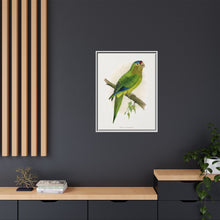 Petz's Conure (Aratinga canicularis) colored wood-engraved plate by Alexander Francis Lydon
