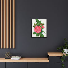 Pink rose, Salet Moss lithograph. Digitally enhanced from our own original 1900 edition plates of Botanical Specimen published by Rochester Lithographing