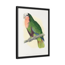 Red-Throated White-Fronted Amazon (Amazona leucocephala) colored wood-engraved plate by Alexander Francis Lydon.