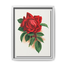 Red rose, Alfred Colomb lithograph. Digitally enhanced from our own original 1900 edition plates of Botanical Specimen published by Rochester Lithographing - NOMADEN ART GALLERY