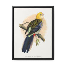Pale-Headed or Mealy Rosella (Platycercus adscitus) colored wood-engraved plate by Alexander Francis Lydon. - NOMADEN ART GALLERY