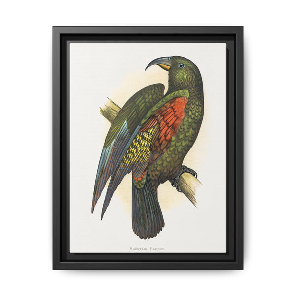 Mountain Parrot (Nestor notabilis) colored wood-engraved plate by Alexander Francis Lydon