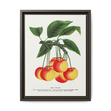 Gov Wood cherry lithograph. Digitally enhanced from our own original 1900 edition plates of Botanical Specimen published by Rochester Lithographing - NOMADEN ART GALLERY