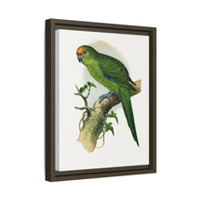 Golden-Crowned Parrakeet (Cyanoramphus auriceps) colored wood-engraved plate by Alexander Francis Lydon