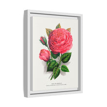 Pink rose, Anna De Diesbach lithograph. Digitally enhanced from our own original 1900 edition plates of Botanical Specimen published by Rochester Lithographing