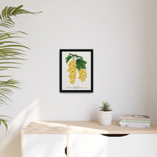 White Grape Lithograph | Vintage Botanical Wall Art Print