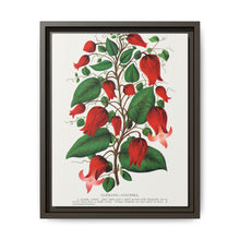 Prunus Triloba flower lithograph. Digitally enhanced from our own original 1900 edition plates of Botanical Specimen published by Rochester Lithographing - NOMADEN ART GALLERY