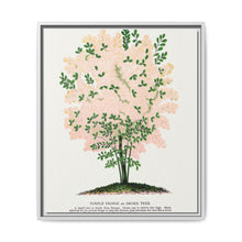 Purple Fringe tree lithograph. Digitally enhanced from our own original 1900 edition plates of Botanical Specimen published by Rochester Lithographing - NOMADEN ART GALLERY