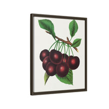 Black Tartarian cherry lithograph. Digitally enhanced from our own original 1900 edition plates of Botanical Specimen published by Rochester Lithographing