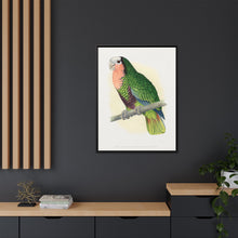 Red-Throated White-Fronted Amazon (Amazona leucocephala) colored wood-engraved plate by Alexander Francis Lydon.
