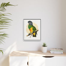 Senegal Parrot (Poicephalus senegalus) colored wood-engraved plate by Alexander Francis Lydon.