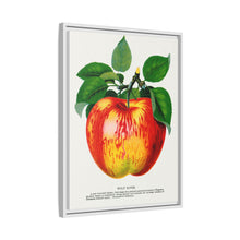Wolf River Apple Lithograph | Vintage Botanical Wall Art Print