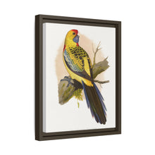 Lydon's Yellow-Rumped Parrakeet | Vintage Bird Wall Art Print