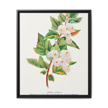 Spirea Aurea flowers lithograph. Digitally enhanced from our own original 1900 edition plates of Botanical Specimen published by Rochester Lithographing - NOMADEN ART GALLERY