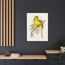 Orange-Bellied Parrakeet (Neophema chrysogaster) colored wood-engraved plate by Alexander Francis Lydon.