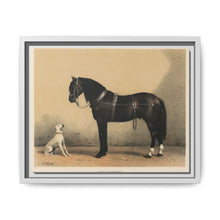 Orloffer (Orloff Horse) by Emil Volkers (1880) - An illustration of a black horse and a white dog - NOMADEN ART GALLERY