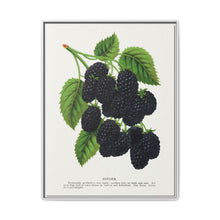 Snyder Blackberry lithograph from Botanical Specimen published by Rochester Lithographing - NOMADEN ART GALLERY