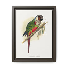 White-Eared Conure (Pyrrhura leucotis) colored wood-engraved plate by Alexander Francis Lydon - NOMADEN ART GALLERY
