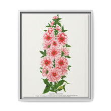 Prunus Triloba flower lithograph. Digitally enhanced from our own original 1900 edition plates of Botanical Specimen published by Rochester Lithographing - NOMADEN ART GALLERY
