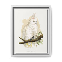 Goffin's Cockatoo (Cacatua goffiniana) colored wood-engraved plate by Alexander Francis Lydon. - NOMADEN ART GALLERY