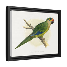 Golden-Crowned Conure (Aratinga auricapillus) colored wood-engraved plate by Alexander Francis Lydon