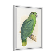Mealy Amazon (Amazona farinosa) colored wood-engraved plate by Alexander Francis Lydon