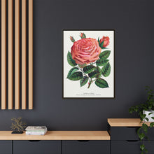 Pink rose, Glorie de Dijon lithograph. Digitally enhanced from our own original 1900 edition plates of Botanical Specimen published by Rochester Lithographing