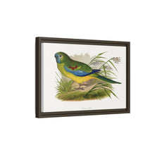 Turquoisine (Neophema pulchella) colored wood-engraved plate by Alexander Francis Lydon