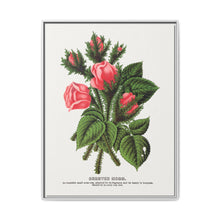 Pink roses, Crested Moss lithograph. Digitally enhanced from our own original 1900 edition plates of Botanical Specimen published by Rochester Lithographing - NOMADEN ART GALLERY